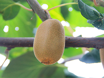 九游棋牌入口基地展示二